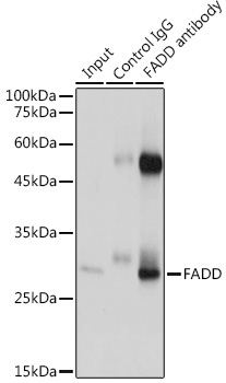 FADD Rabbit Polyclonal Antibody - Image 4