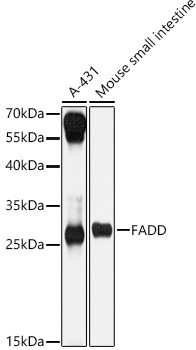 FADD Rabbit Polyclonal Antibody