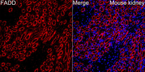 FADD Rabbit Polyclonal Antibody