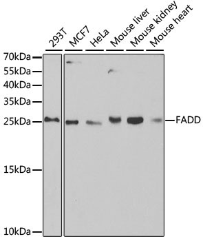 FADD Rabbit Polyclonal Antibody