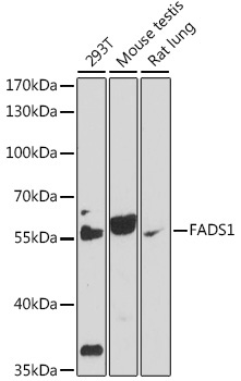 FADS1 Rabbit Polyclonal Antibody