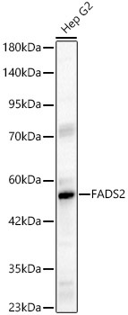FADS2 Rabbit Polyclonal Antibody