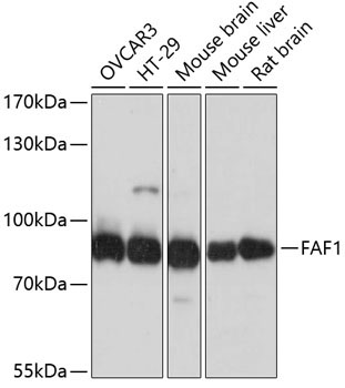 FAF1 Rabbit Polyclonal Antibody