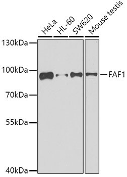FAF1 Rabbit Polyclonal Antibody