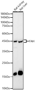FAH Rabbit Polyclonal Antibody