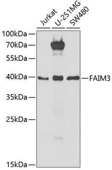 FAIM3 Rabbit Polyclonal Antibody