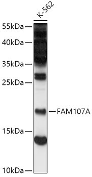 FAM107A Rabbit Polyclonal Antibody
