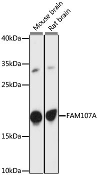 FAM107A Rabbit Polyclonal Antibody