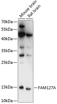 FAM127A Rabbit Polyclonal Antibody