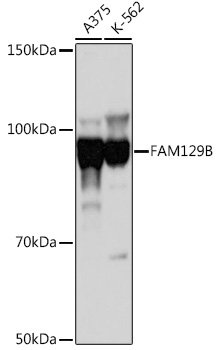 FAM129B Rabbit Polyclonal Antibody