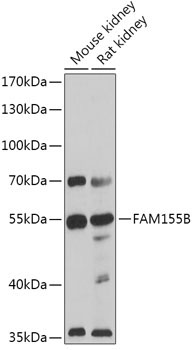 FAM155B Rabbit Polyclonal Antibody