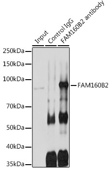 FAM160B2 Rabbit Polyclonal Antibody - Image 6