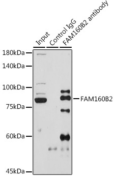 FAM160B2 Rabbit Polyclonal Antibody - Image 4