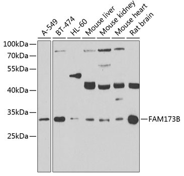 FAM173B Rabbit Polyclonal Antibody