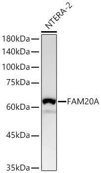 FAM20A Rabbit Monoclonal Antibody