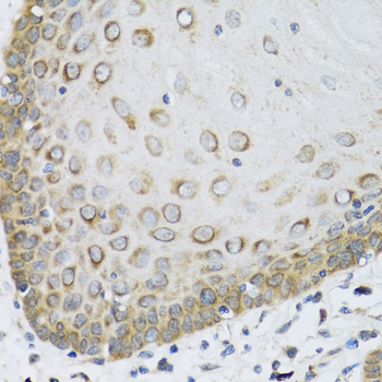 FAM20A Rabbit Polyclonal Antibody - Image 3