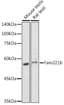 Fam221b Rabbit Polyclonal Antibody
