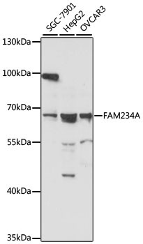 FAM234A Rabbit Polyclonal Antibody