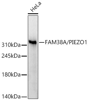 FAM38A/PIEZO1 Rabbit Polyclonal Antibody
