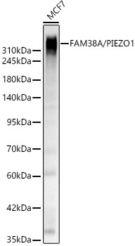 FAM38A/PIEZO1 Rabbit Polyclonal Antibody