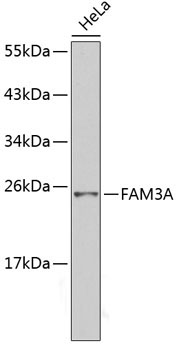 FAM3A Rabbit Polyclonal Antibody
