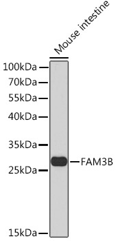 FAM3B Rabbit Polyclonal Antibody