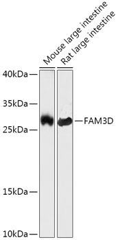 FAM3D Rabbit Polyclonal Antibody
