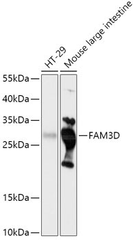 FAM3D Rabbit Polyclonal Antibody