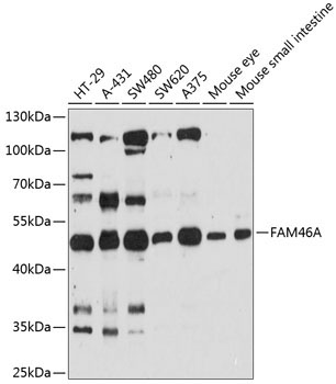 FAM46A Rabbit Polyclonal Antibody