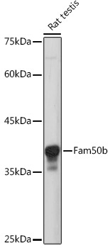 Fam50b Rabbit Polyclonal Antibody - Image 2