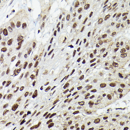 Fam50b Rabbit Polyclonal Antibody - Image 3