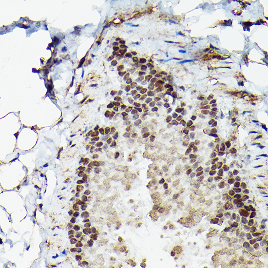 Fam50b Rabbit Polyclonal Antibody - Image 4