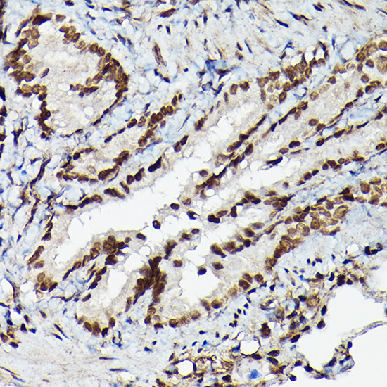 Fam50b Rabbit Polyclonal Antibody - Image 5