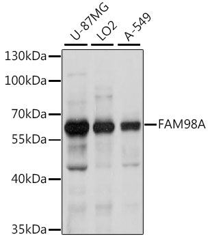 FAM98A Rabbit Polyclonal Antibody