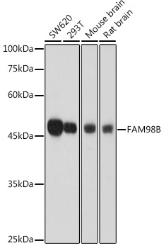 FAM98B Rabbit Polyclonal Antibody