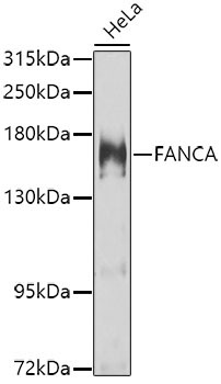 FANCA Rabbit Polyclonal Antibody