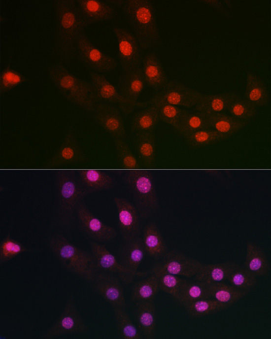 FANCC Rabbit Polyclonal Antibody - Image 5