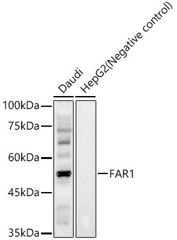 FAR1 Rabbit Polyclonal Antibody