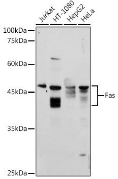 Fas Rabbit Polyclonal Antibody