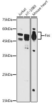 Fas Rabbit Polyclonal Antibody