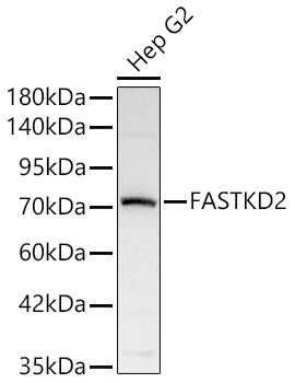 FASTKD2 Rabbit Polyclonal Antibody