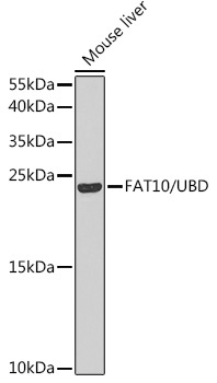 FAT10/UBD Rabbit Polyclonal Antibody