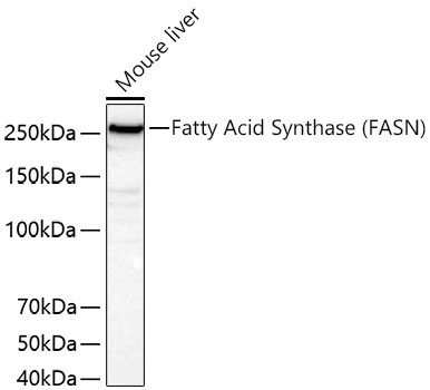 Fatty Acid Synthase (FASN) Rabbit Monoclonal Antibody