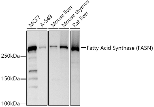 Fatty Acid Synthase (FASN) Rabbit Polyclonal Antibody