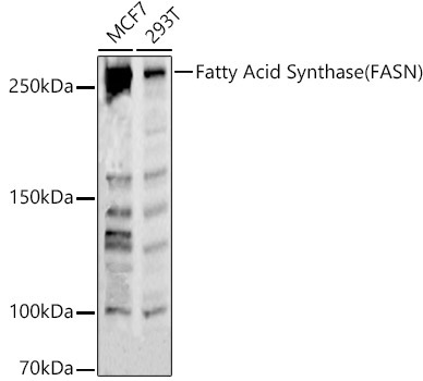 Fatty Acid Synthase (FASN) Rabbit Polyclonal Antibody - Image 2