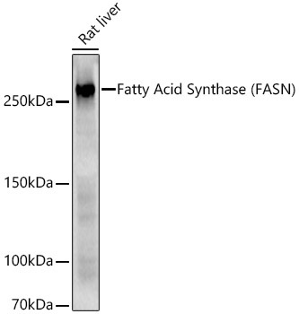 Fatty Acid Synthase (FASN) Rabbit Polyclonal Antibody - Image 3