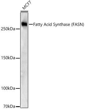Fatty Acid Synthase (FASN) Rabbit Polyclonal Antibody - Image 4