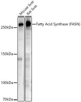 Fatty Acid Synthase (FASN) Rabbit Polyclonal Antibody - Image 5