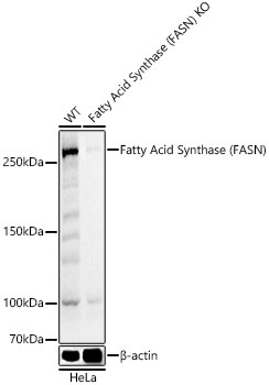 Fatty Acid Synthase (FASN) Rabbit Polyclonal Antibody - Image 6