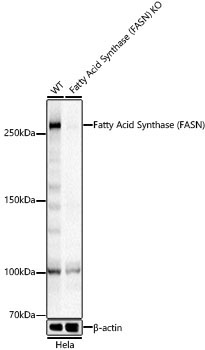 Fatty Acid Synthase (FASN) Rabbit Polyclonal Antibody - Image 7